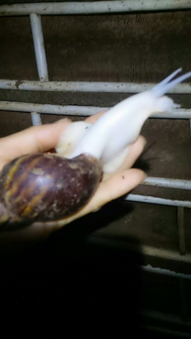 白玉蜗牛