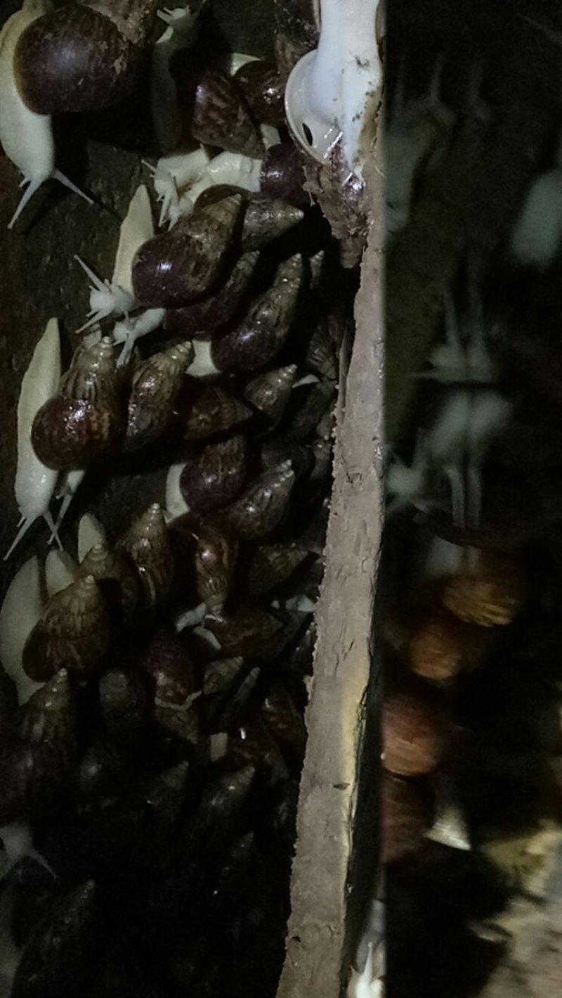 白玉蜗牛