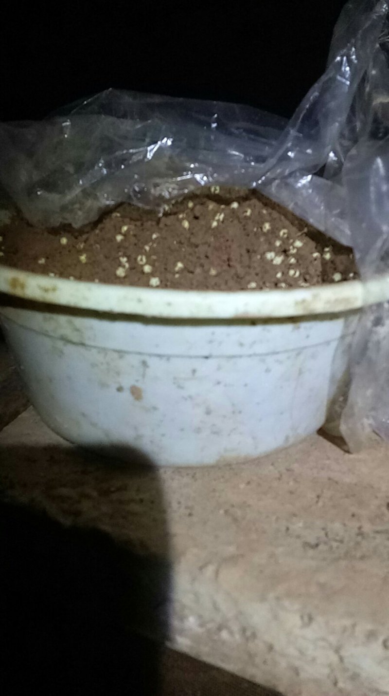 白玉蜗牛