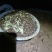 白玉蜗牛