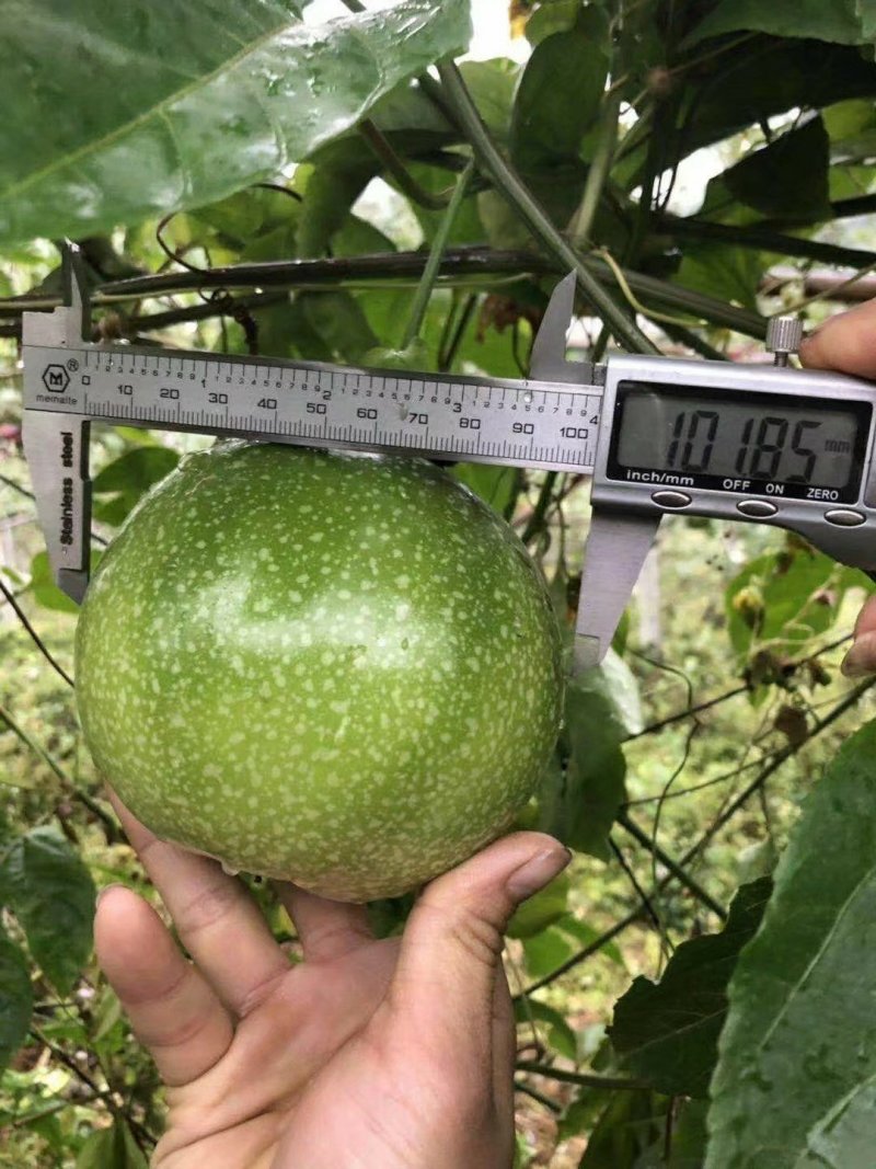 金霸百香果苗1年苗