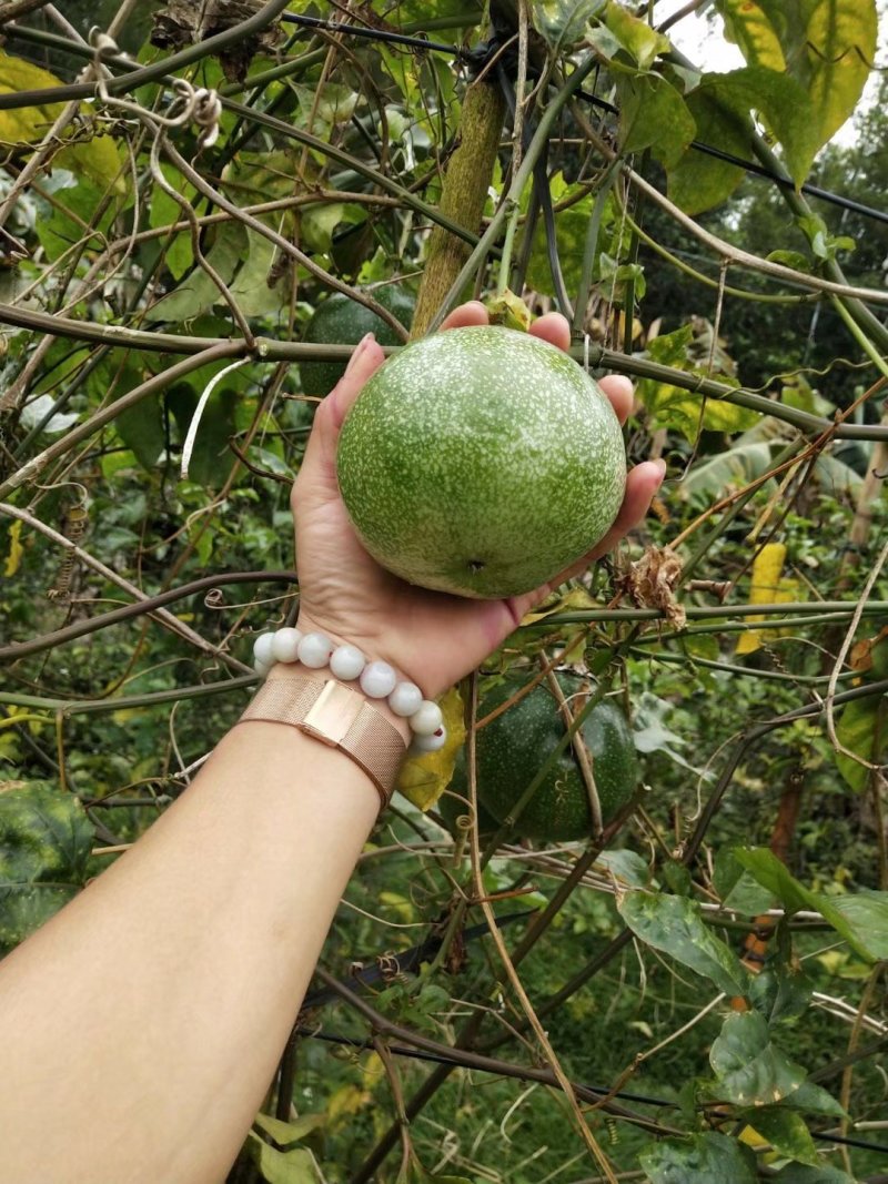 金霸百香果苗1年苗