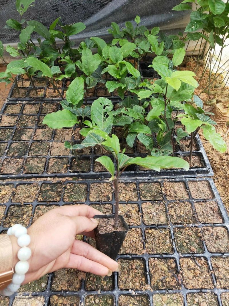 金霸百香果苗1年苗