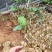 金霸百香果苗1年苗