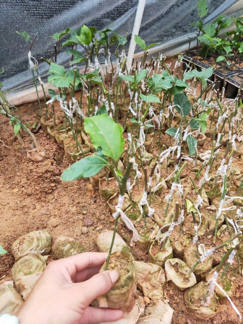 金霸百香果苗1年苗