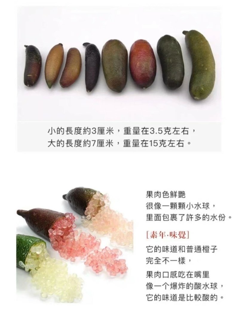 澳洲手指柠檬苗2年靓苗包邮
