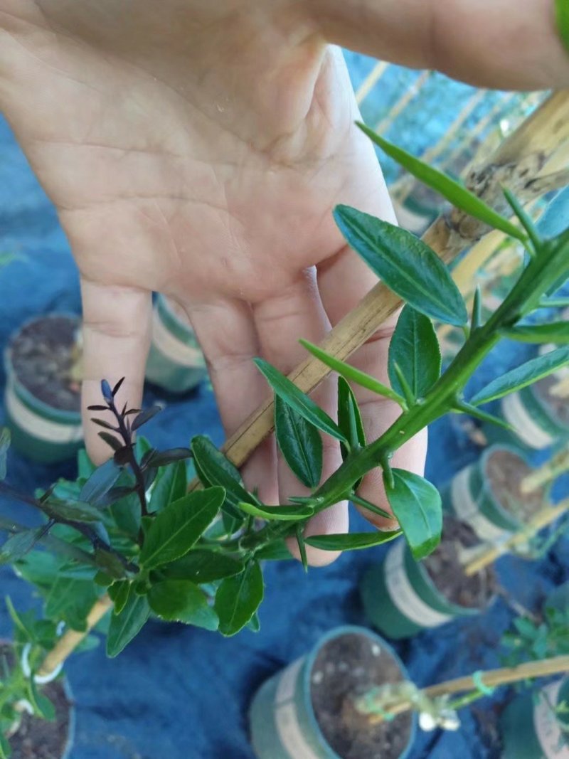 澳洲手指柠檬苗2年靓苗包邮
