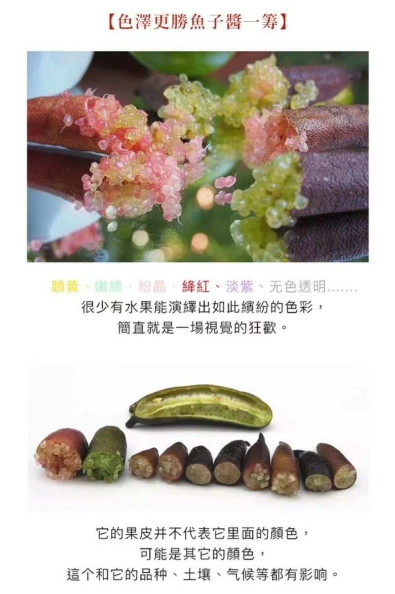 澳洲手指柠檬苗2年靓苗包邮