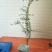 澳洲手指柠檬苗2年靓苗包邮
