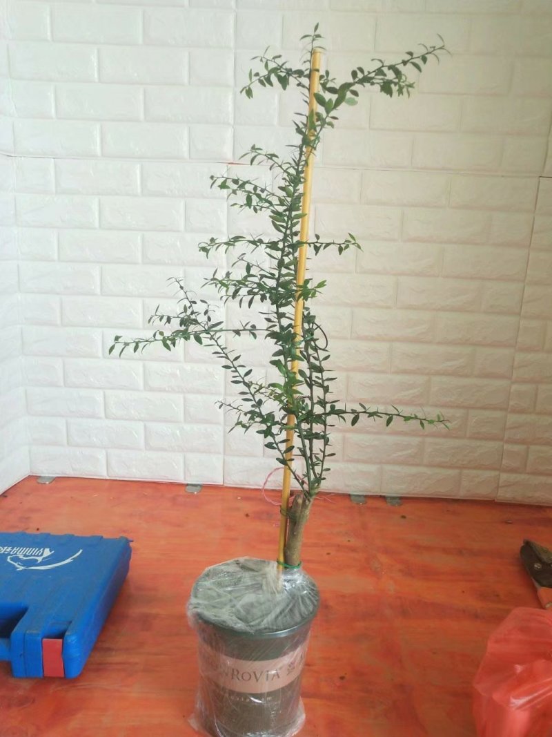 澳洲手指柠檬苗2年靓苗包邮