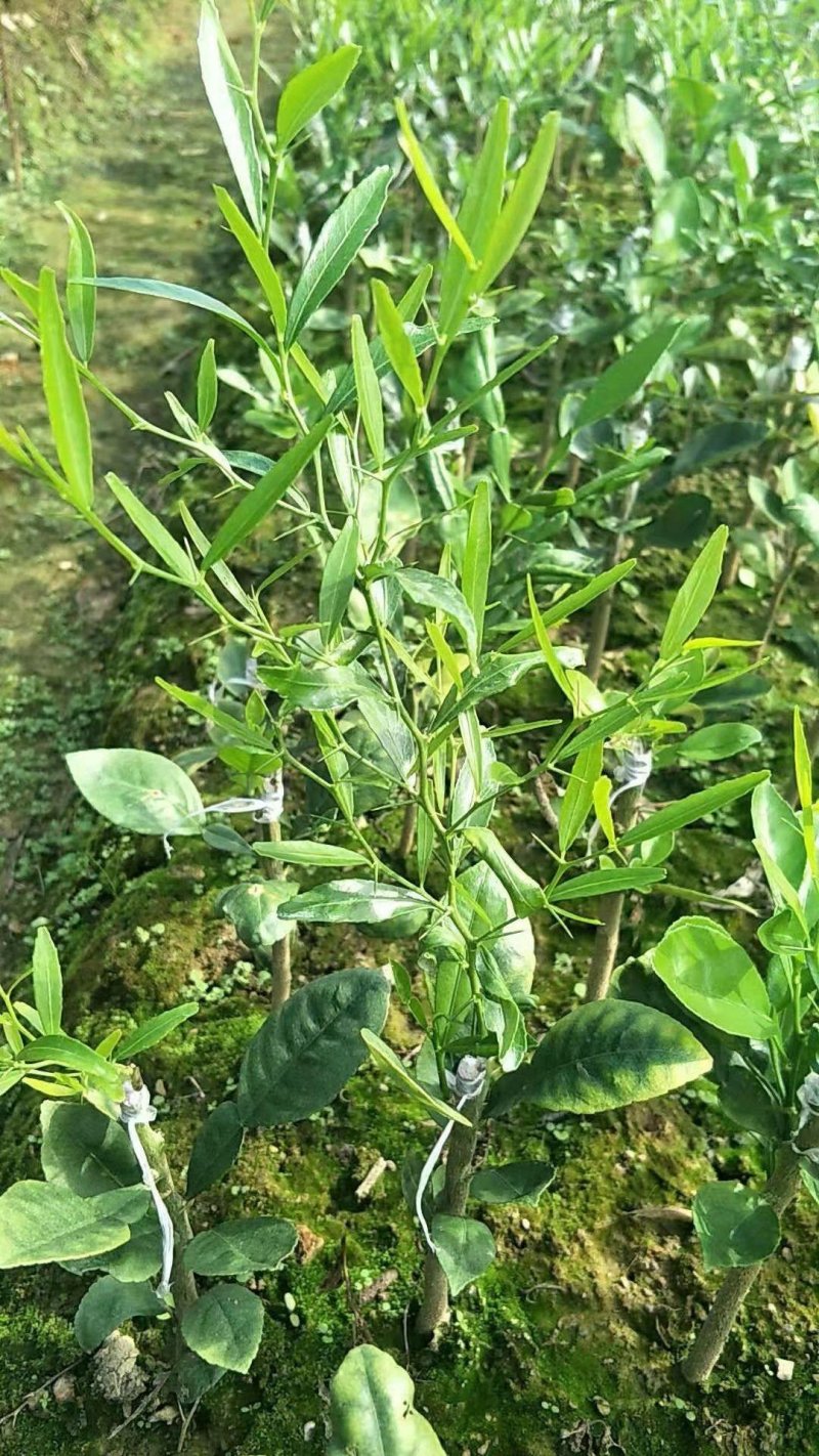 澳洲手指柠檬苗2年靓苗包邮