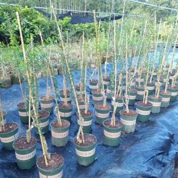澳洲手指柠檬苗2年靓苗包邮