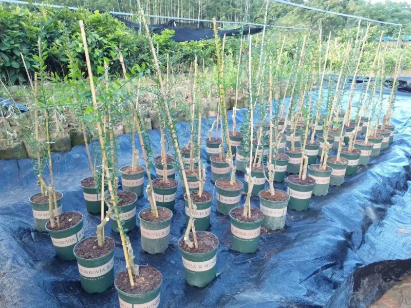 澳洲手指柠檬苗2年靓苗包邮