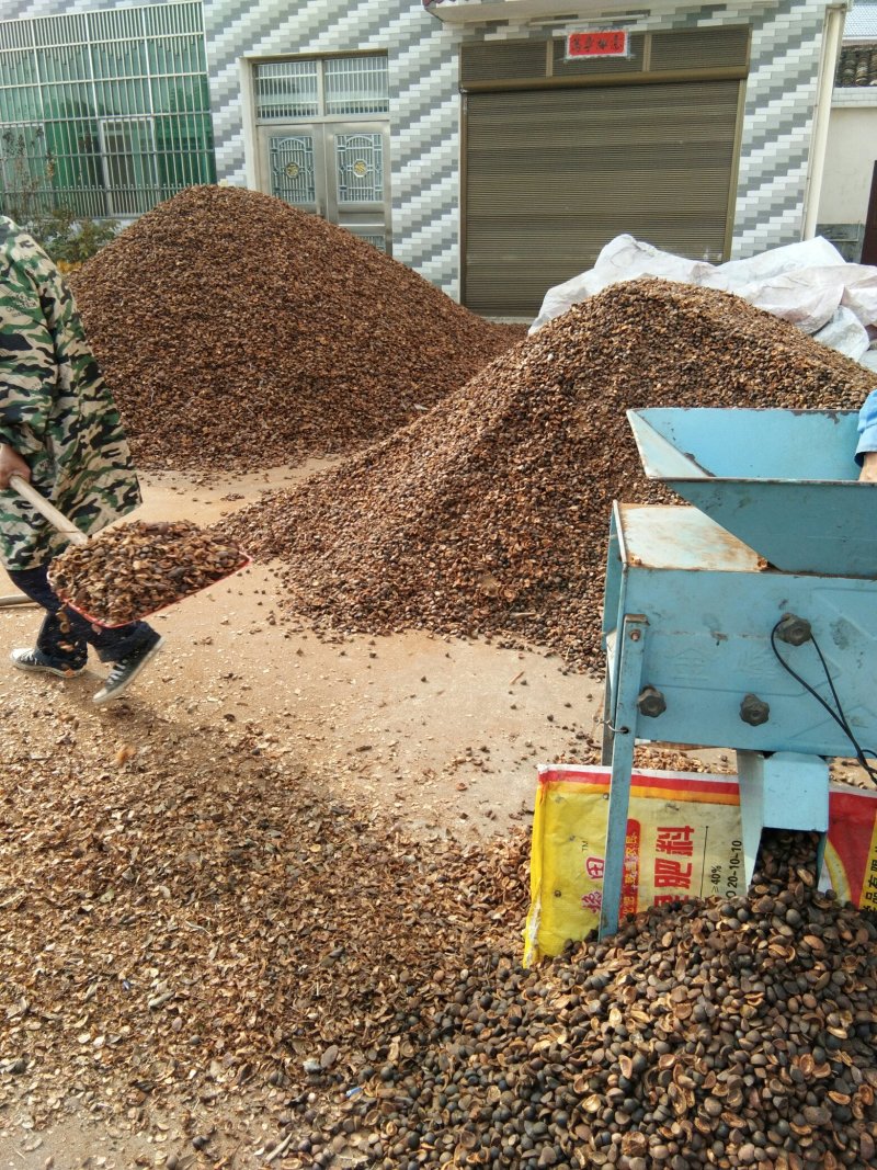 山茶油