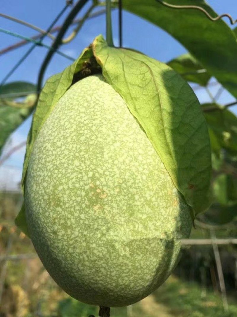 绿皮荔枝味百香果苗1年苗包邮