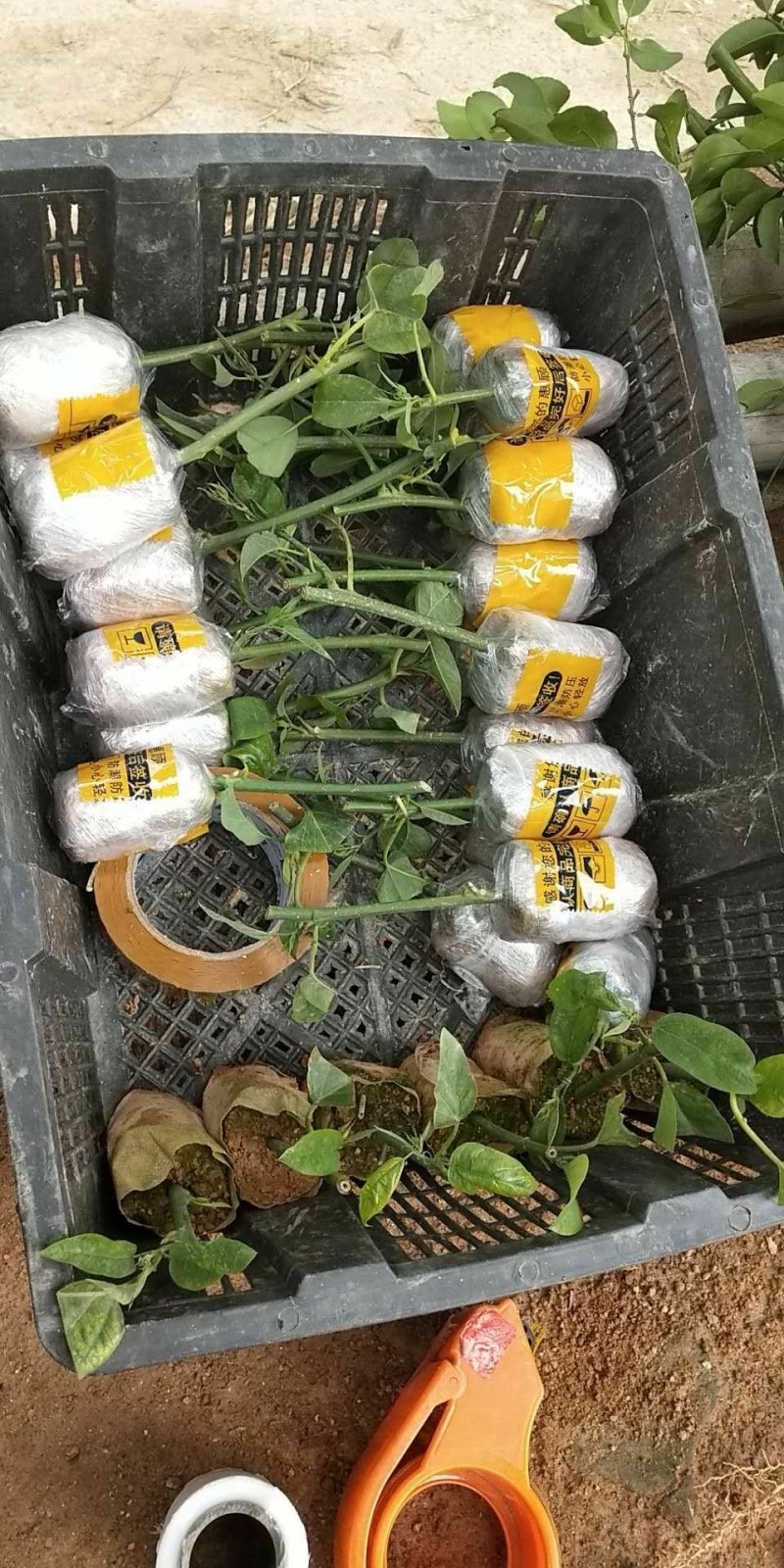 绿皮荔枝味百香果苗1年苗包邮