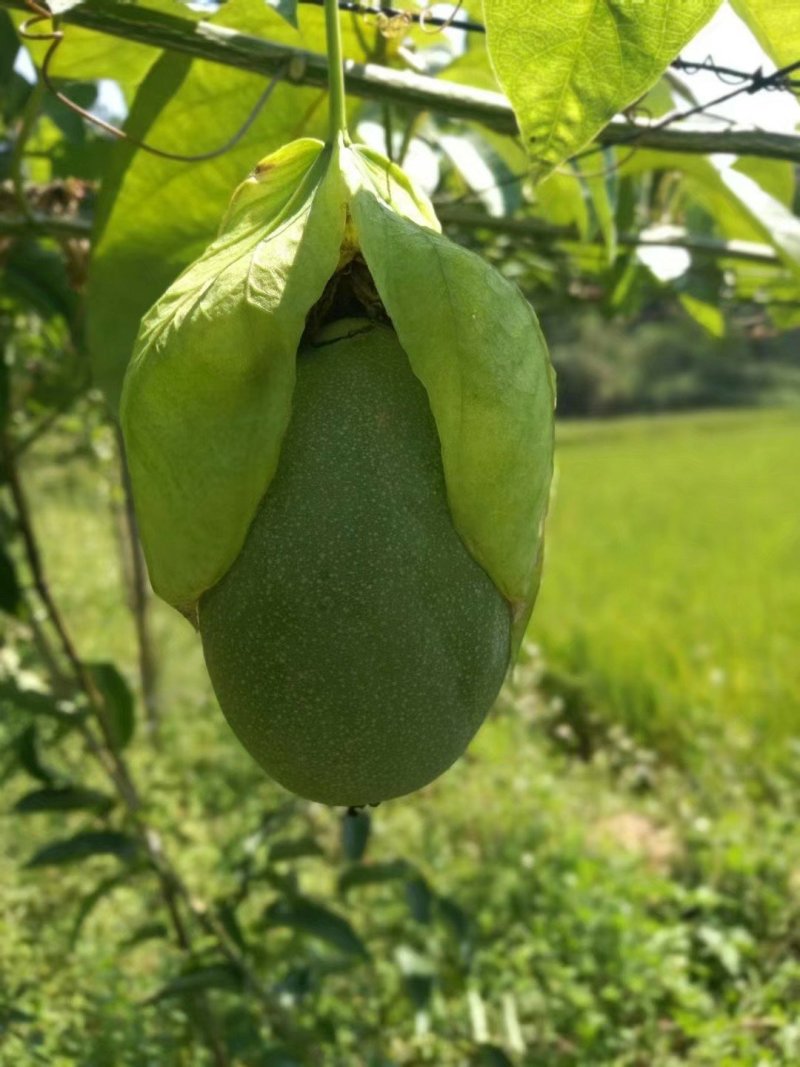 绿皮荔枝味百香果苗1年苗包邮