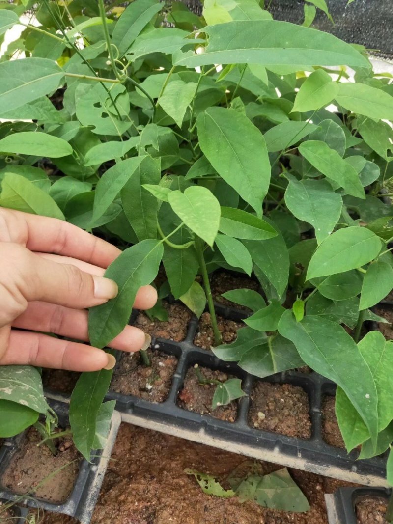 绿皮荔枝味百香果苗1年苗包邮