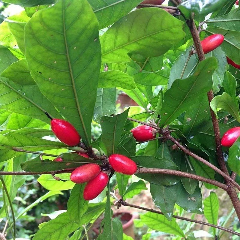 神秘果苗包邮苗高50公分