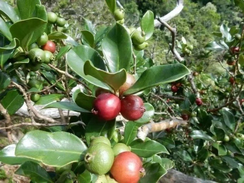 草莓味番石榴苗包邮