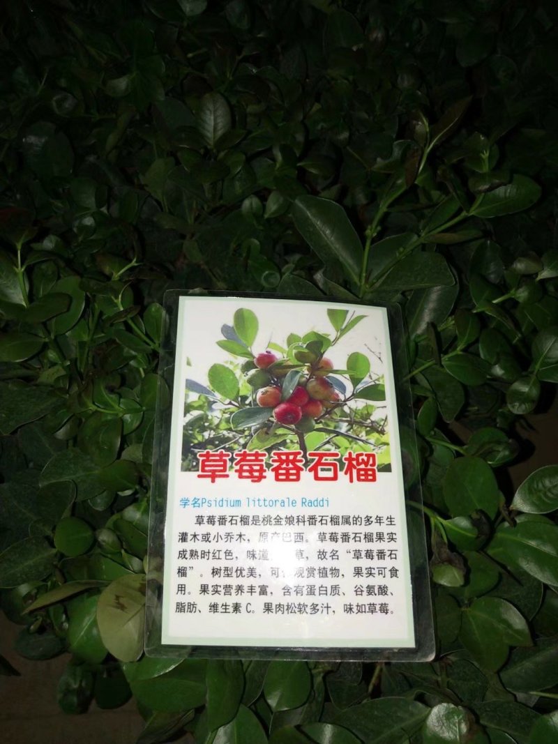 草莓味番石榴苗包邮