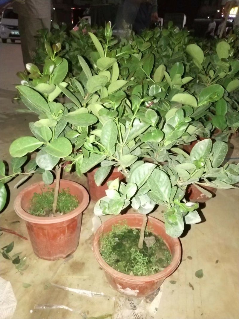 草莓味番石榴苗包邮