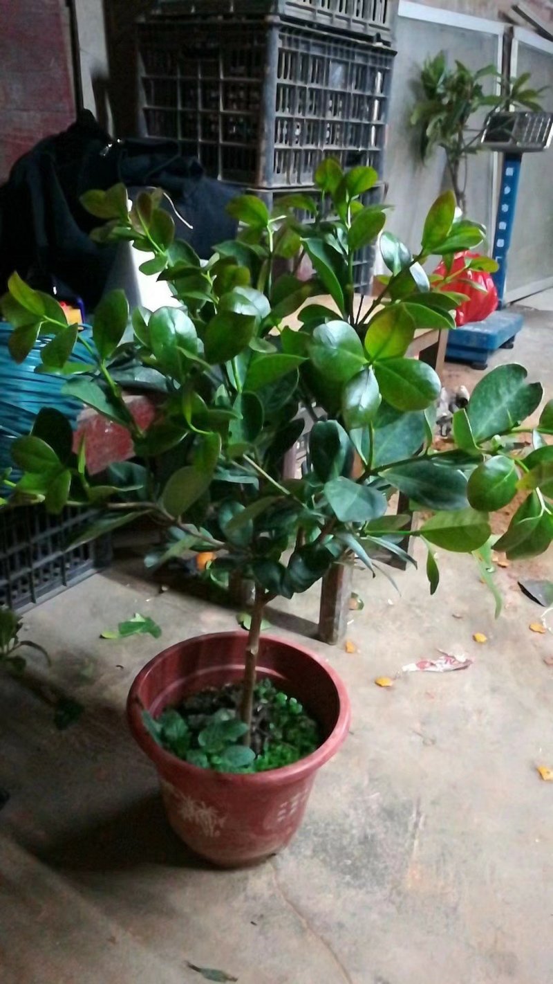 草莓味番石榴苗包邮