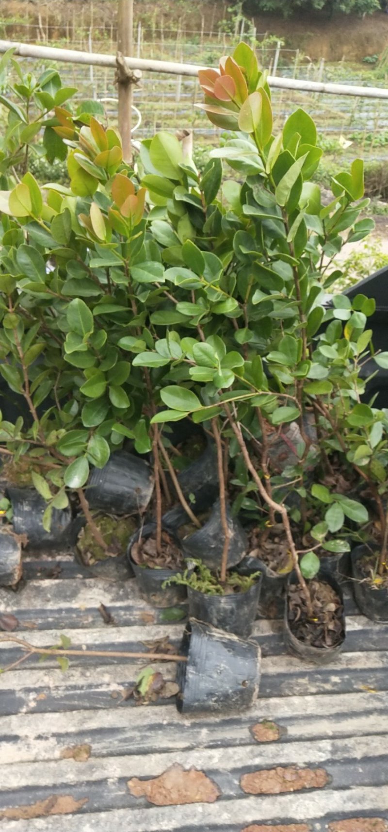 草莓味番石榴苗包邮