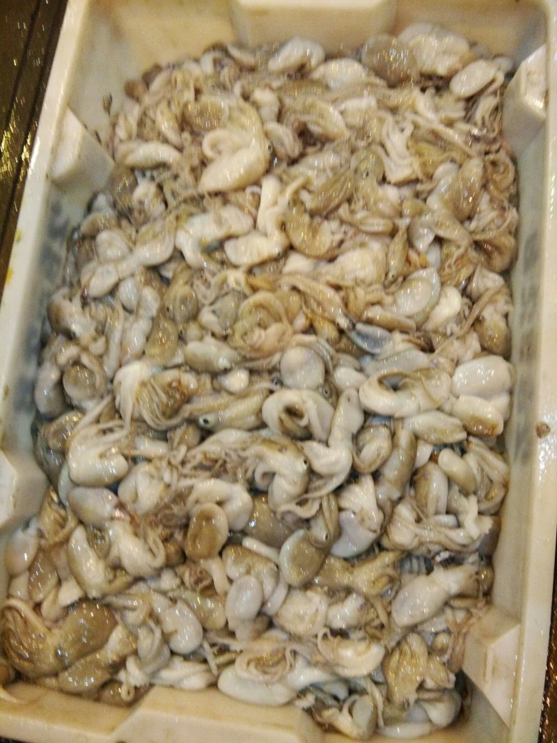 八爪鱼