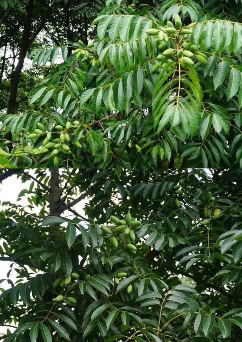 青橄榄树苗3年靓苗1.3高包邮包活