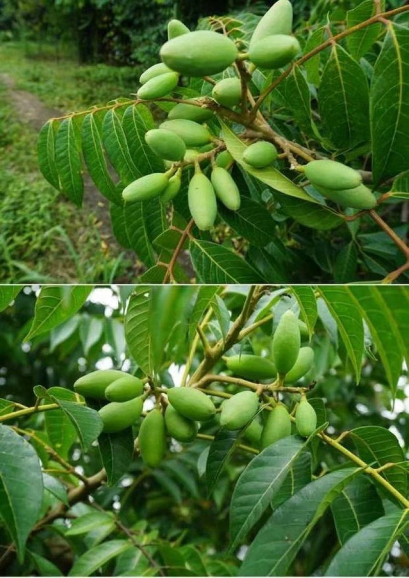 青橄榄树苗3年靓苗1.3高包邮包活