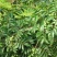 青橄榄树苗3年靓苗1.3高包邮包活