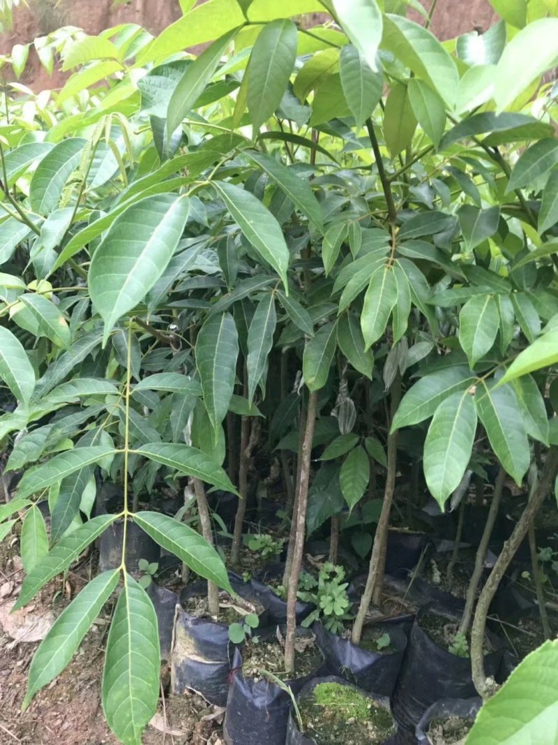 青橄榄树苗3年靓苗1.3高包邮包活