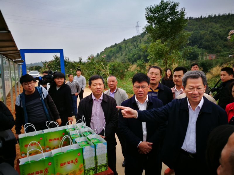 桑叶菊花茶