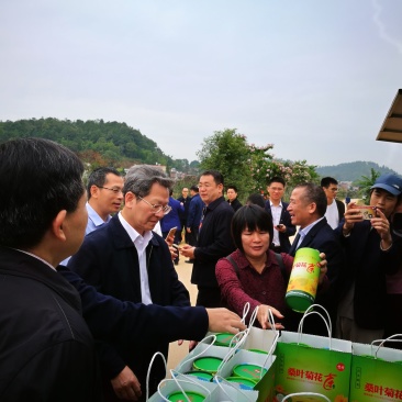 桑叶菊花茶