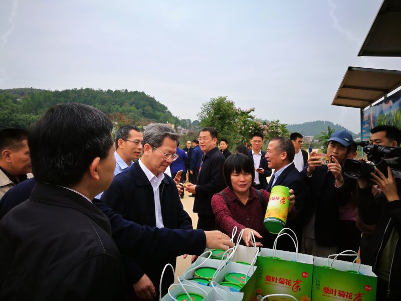 桑叶菊花茶