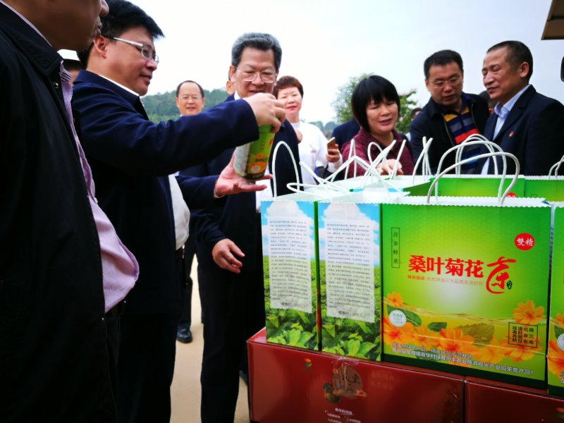 桑叶菊花茶