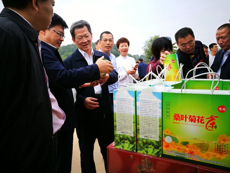 桑叶菊花茶