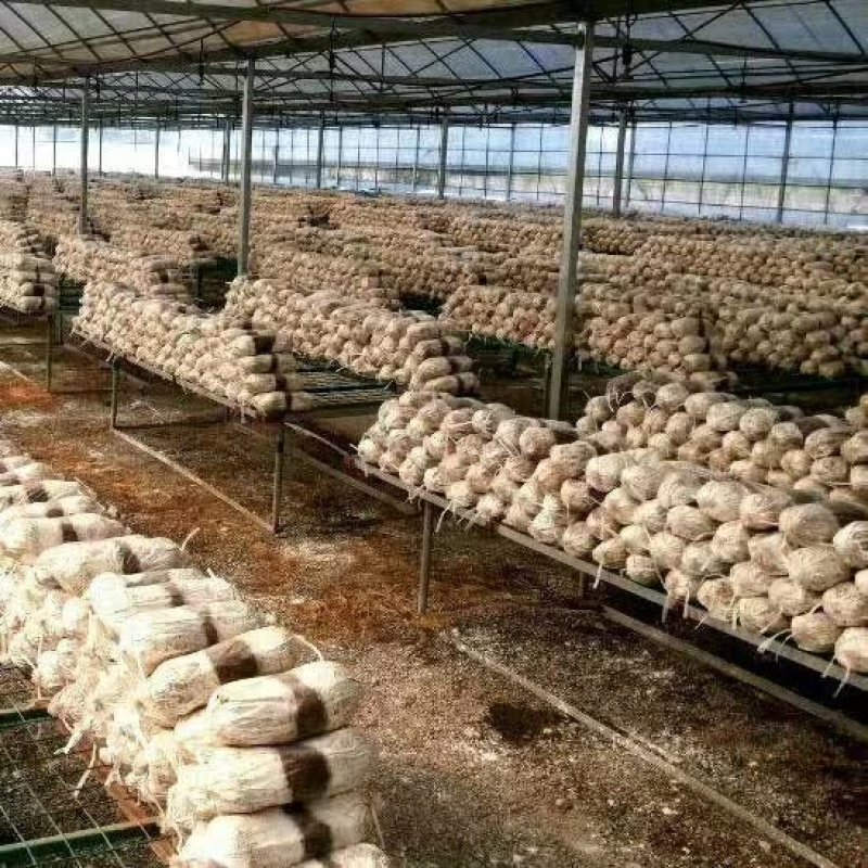 灵芝菌种供应全国各地一手货源山东灵芝菌种正品保障