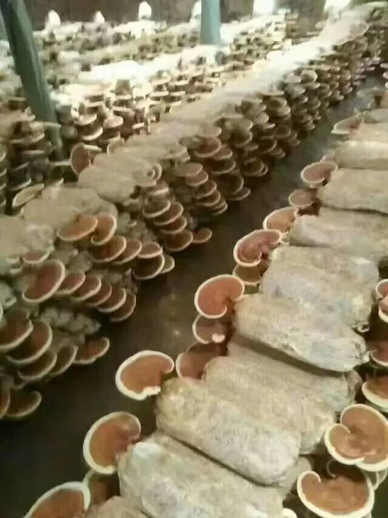 灵芝菌种供应全国各地一手货源山东灵芝菌种正品保障