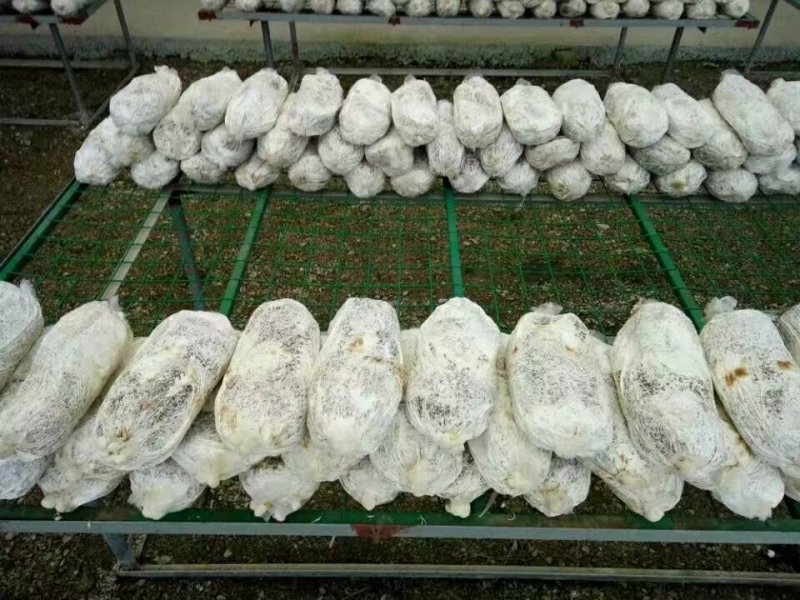 灵芝菌种供应全国各地一手货源山东灵芝菌种正品保障