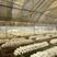 灵芝菌种供应全国各地一手货源山东灵芝菌种正品保障