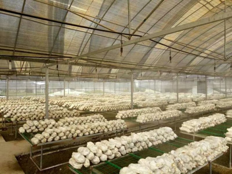灵芝菌种供应全国各地一手货源山东灵芝菌种正品保障