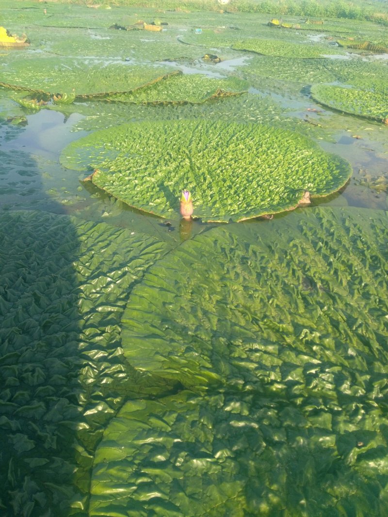 苏州地产冰冻保鲜芡实米苏州地产鸡头米(干粒)