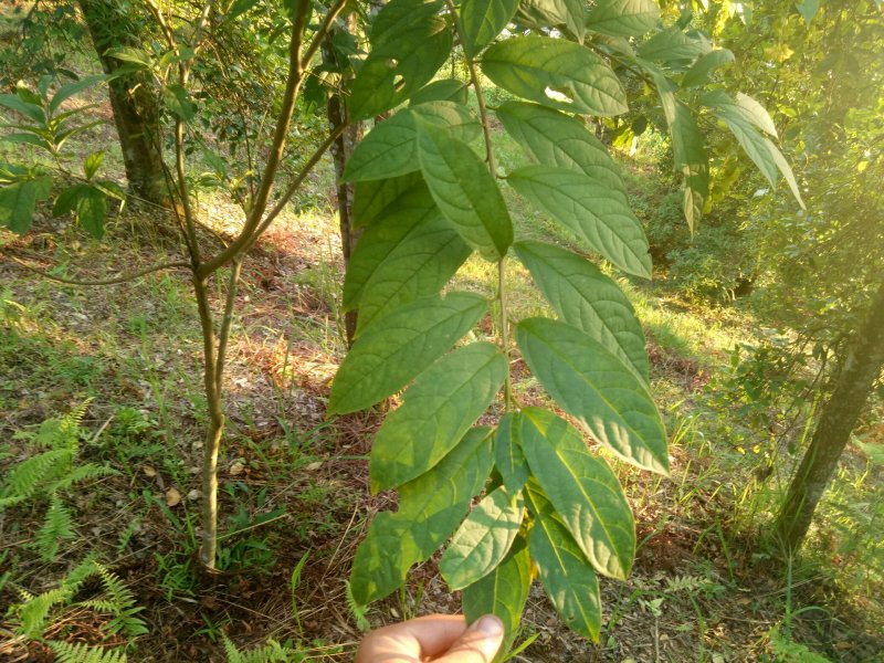 黄花倒水莲，吊黄，生货，干货，