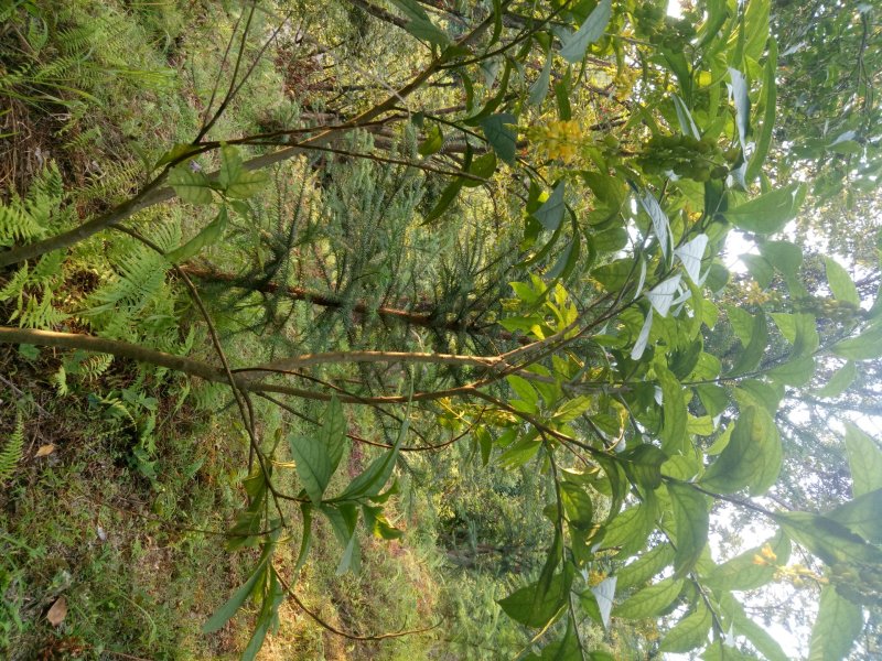 黄花倒水莲，吊黄，生货，干货，