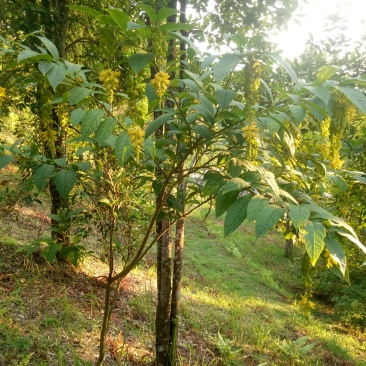 黄花倒水莲，吊黄，生货，干货，