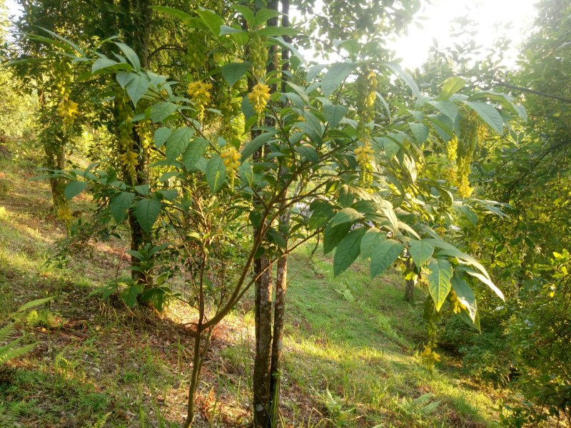 黄花倒水莲，吊黄，生货，干货，