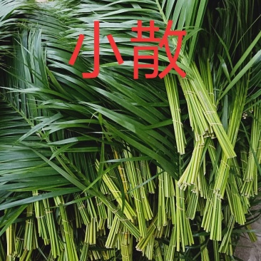 散尾葵散尾叶散尾基地直销鲜花婚庆用品
