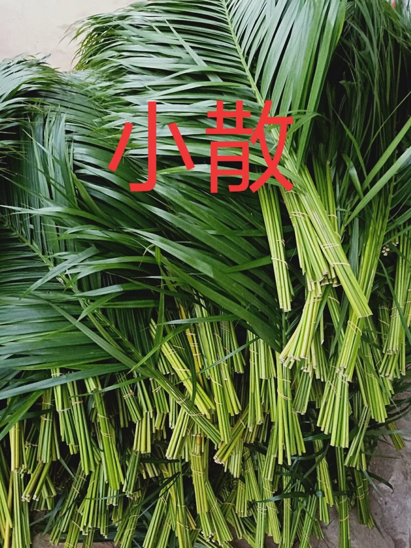 散尾葵散尾叶散尾基地直销鲜花婚庆用品